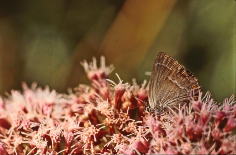 Free stock image of BUTTERFLY created by MUNCH PIERRE