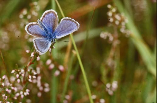 Free Stock Photo of BUTTERFLY