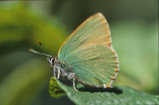 Free Stock Photo of BUTTERFLY