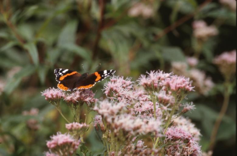 Free stock image of BUTTERFLY created by MUNCH PIERRE