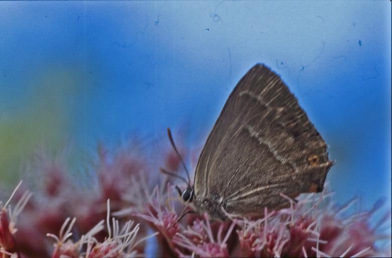 Free stock image of BUTTERFLY created by MUNCH PIERRE