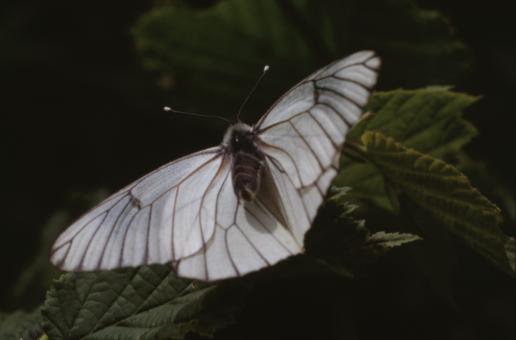 Free Stock Photo of BUTTERFLY
