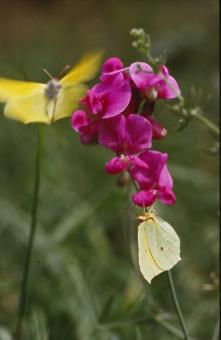 Free Stock Photo of BUTTERFLY