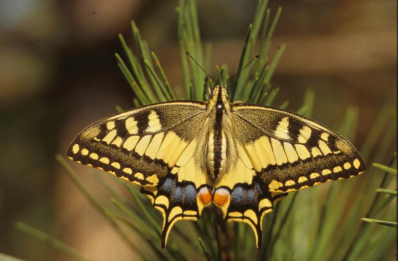 Free stock image of BUTTERFLY created by MUNCH PIERRE