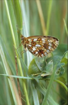 Free Stock Photo of BUTTERFLY