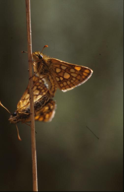 Free stock image of BUTTERFLY created by MUNCH PIERRE