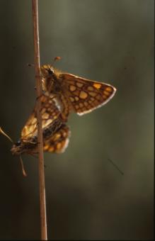 Free Stock Photo of BUTTERFLY