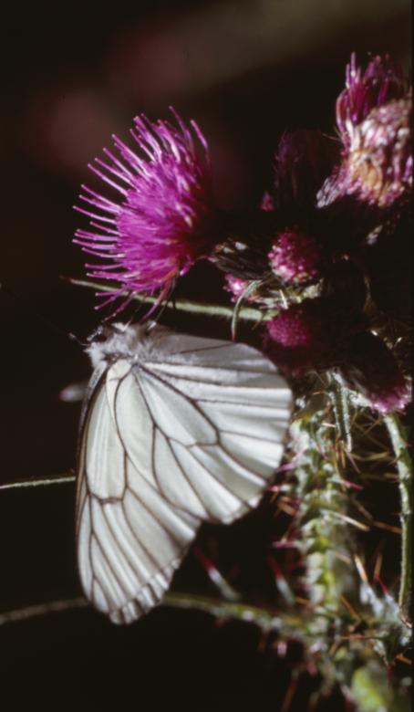Free stock image of BUTTERFLY created by MUNCH PIERRE