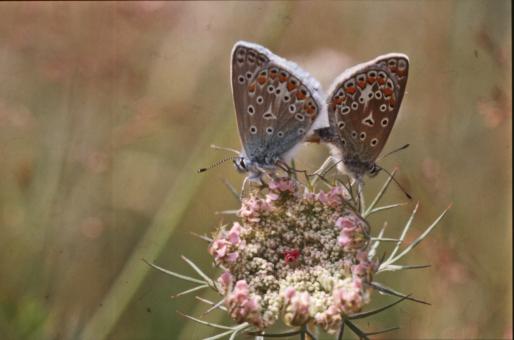 Free Stock Photo of BUTTERFLY