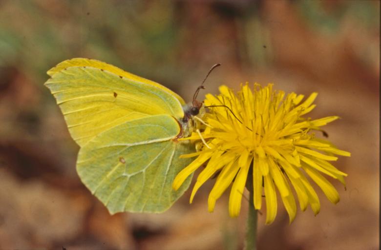 Free stock image of BUTTERFLY created by MUNCH PIERRE