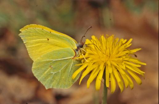 Free Stock Photo of BUTTERFLY