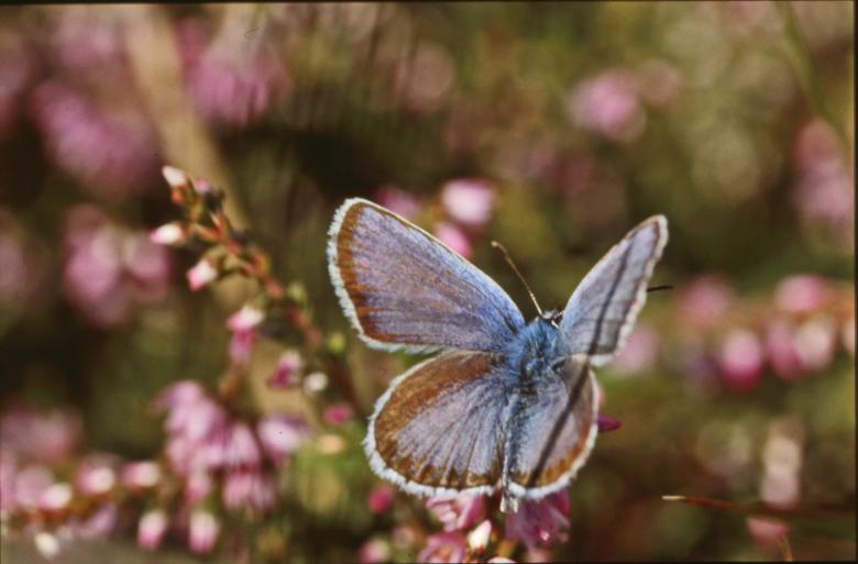 Free stock image of BUTTERFLY created by MUNCH PIERRE