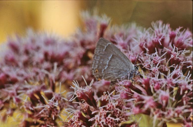 Free stock image of BUTTERFLY created by MUNCH PIERRE