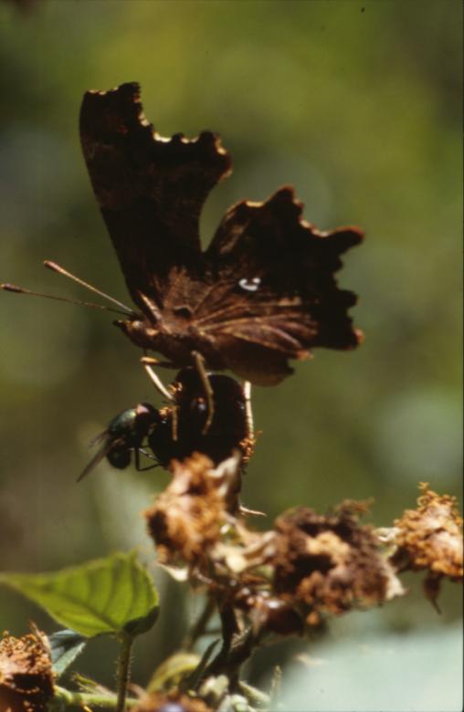 Free stock image of BUTTERFLY created by MUNCH PIERRE