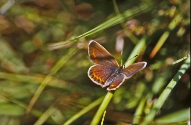 Free stock image of BUTTERFLY created by MUNCH PIERRE