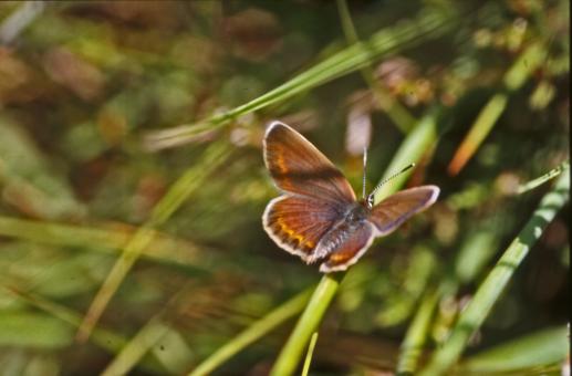 Free Stock Photo of BUTTERFLY