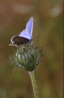 Free Stock Photo of BUTTERFLY