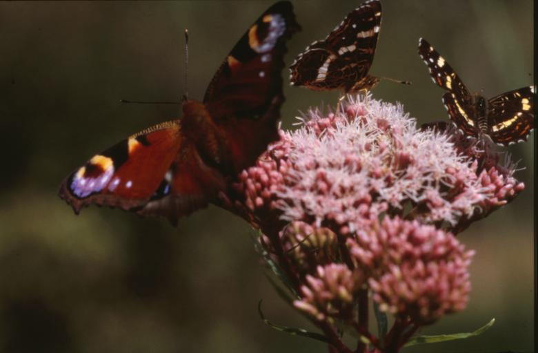Free stock image of BUTTERFLY created by MUNCH PIERRE