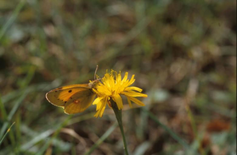 Free stock image of BUTTERFLY created by MUNCH PIERRE