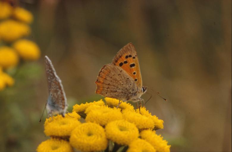Free stock image of BUTTERFLY created by MUNCH PIERRE