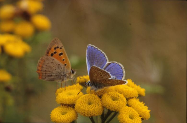 Free stock image of BUTTERFLY created by MUNCH PIERRE
