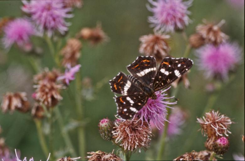 Free stock image of BUTTERFLY created by MUNCH PIERRE