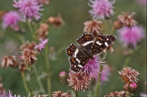 Free Stock Photo of BUTTERFLY
