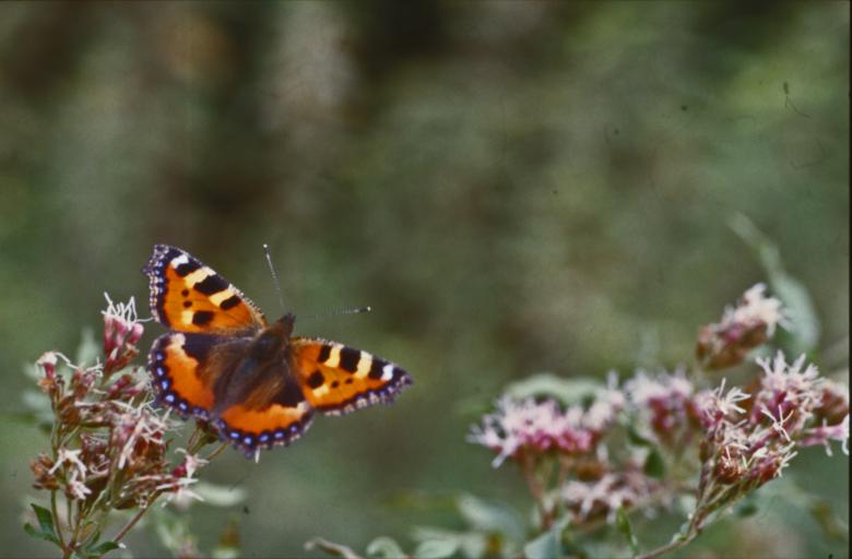 Free stock image of BUTTERFLY created by MUNCH PIERRE
