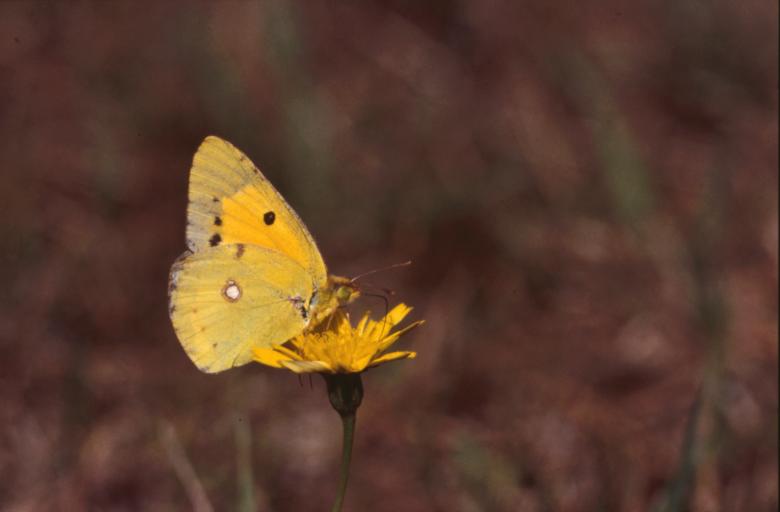 Free stock image of BUTTERFLY created by MUNCH PIERRE