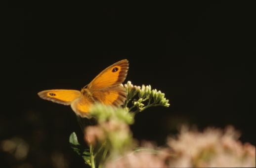 Free Stock Photo of BUTTERFLY