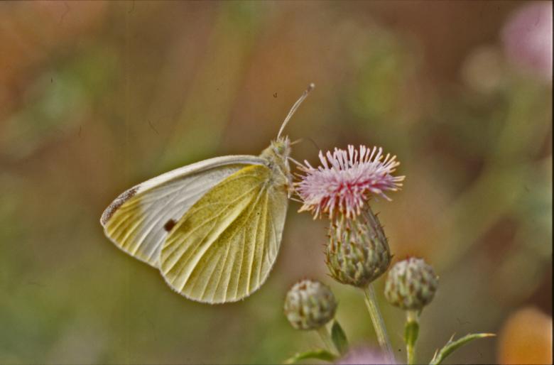 Free stock image of BUTTERFLY created by MUNCH PIERRE