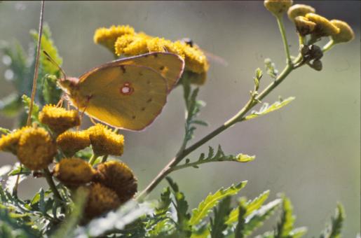 Free Stock Photo of BUTTERFLY