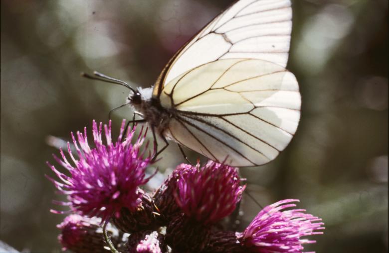 Free stock image of BUTTERFLY created by MUNCH PIERRE