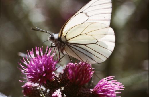 Free Stock Photo of BUTTERFLY