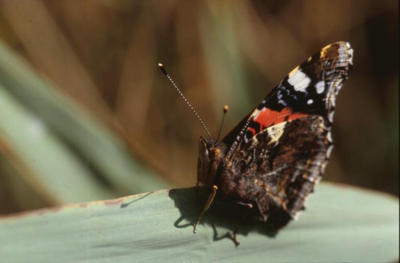 Free stock image of BUTTERFLY created by MUNCH PIERRE