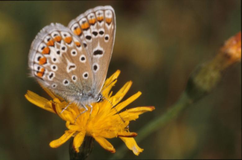 Free stock image of BUTTERFLY created by MUNCH PIERRE