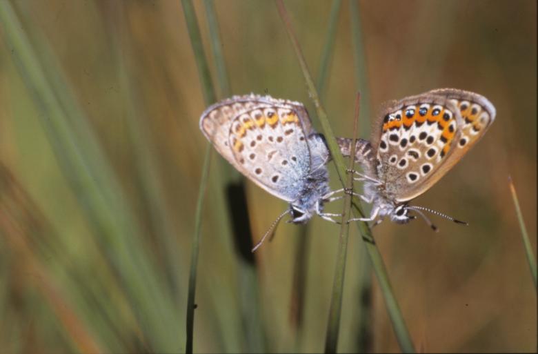 Free stock image of BUTTERFLY created by MUNCH PIERRE