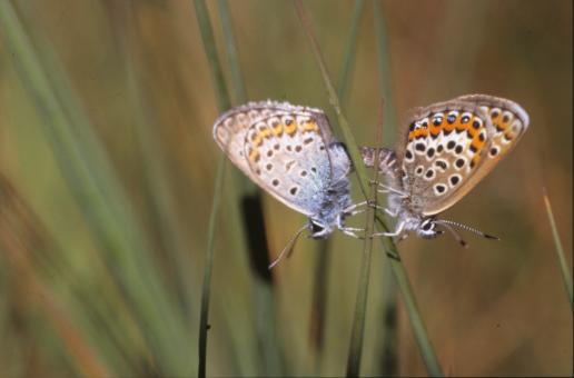 Free Stock Photo of BUTTERFLY