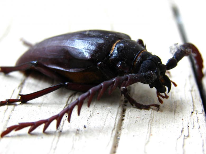 Free stock image of California prionus beetle created by Stefan Giuliani