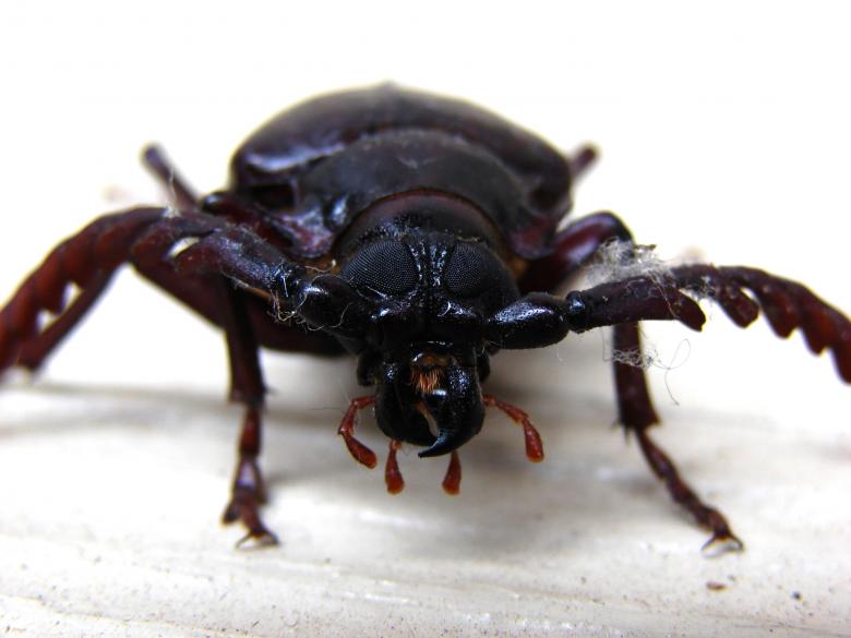 Free stock image of California prionus beetle created by Stefan Giuliani