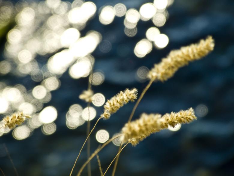Free stock image of Sea spike created by Viktor
