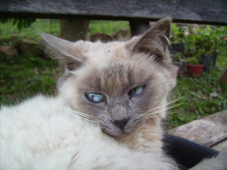Free stock image of White cat created by Tarso