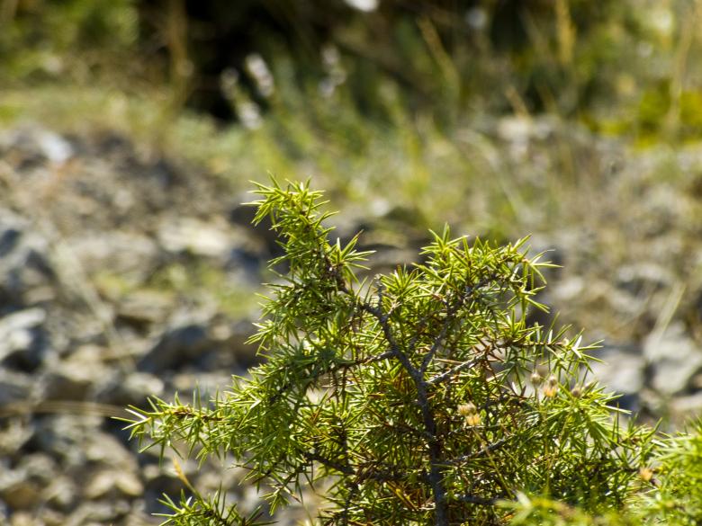Free stock image of Strub created by Viktor