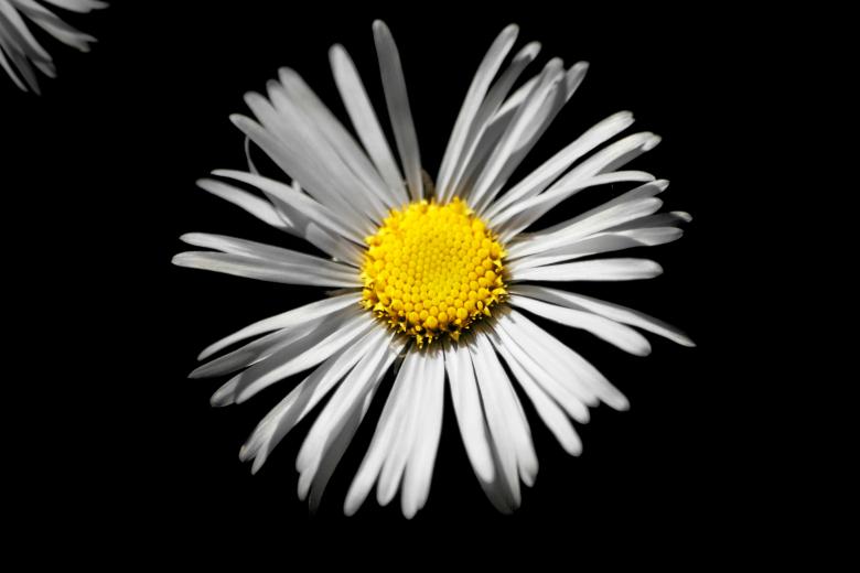 Free stock image of Sunflower on Black created by James Stewart