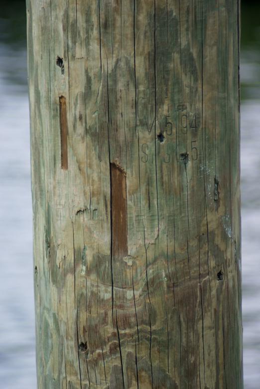 Free stock image of Detail of pier timber created by Jesus Baez