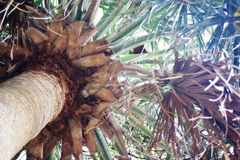 Free stock image of Palm tree created by Jesus Baez