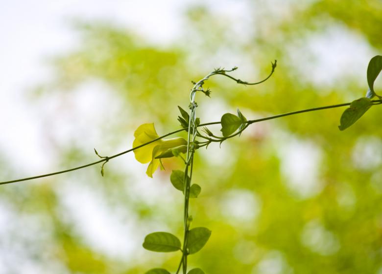 Free stock image of Yellow Flower created by linno1234