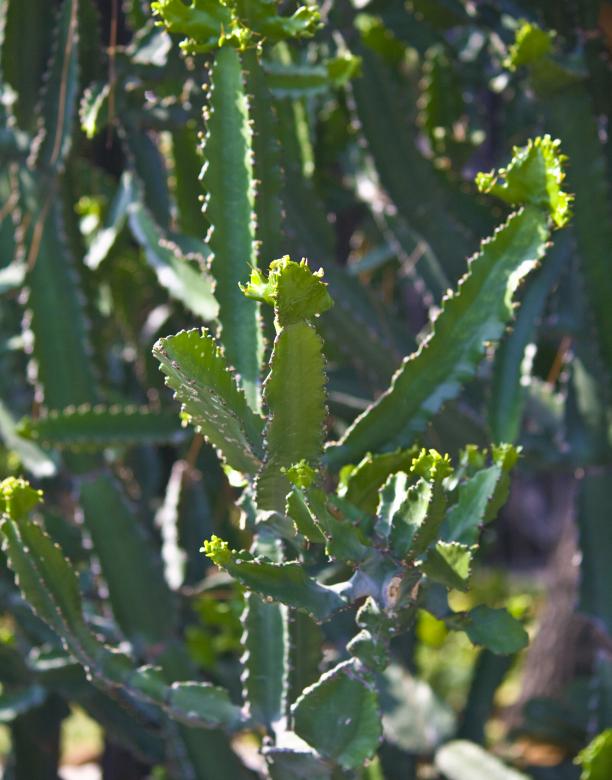 Free stock image of Green Cactus created by linno1234
