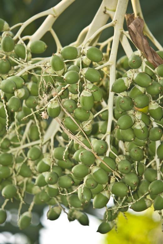 Free stock image of Green Palm Fruit created by linno1234