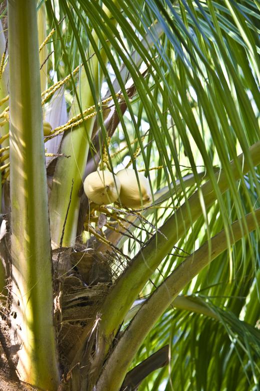 Free stock image of Cocunut Tree created by linno1234